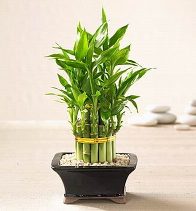 Singaporeroses Plants for Singapore