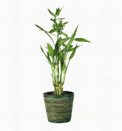 Singaporeroses Plants for Singapore