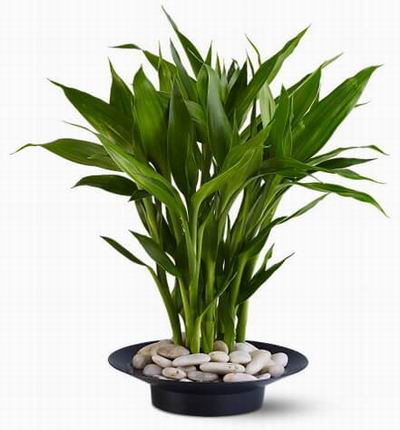 Singaporeroses Plants for Singapore