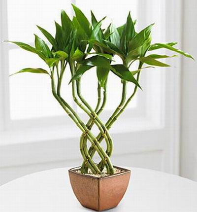 Singaporeroses Plants for Singapore