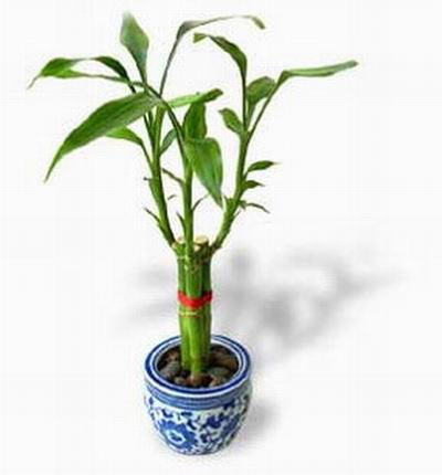 Singaporeroses Plants for Singapore