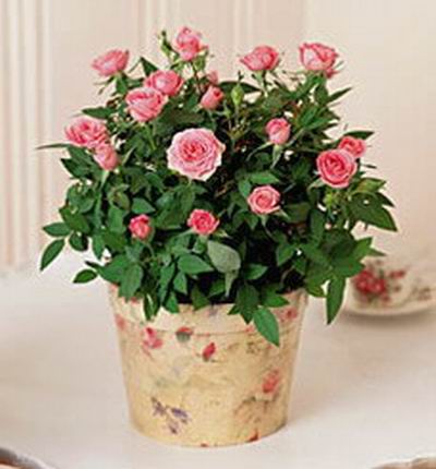 Singaporeroses Plants for Singapore