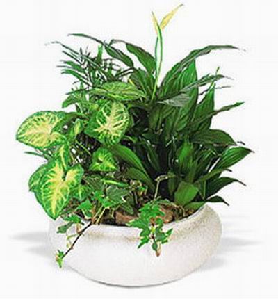 Singaporeroses Plants for Singapore